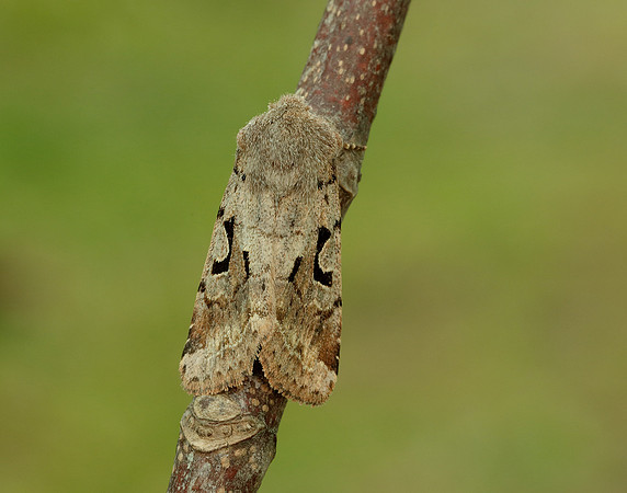 73.249 BF2190 Hebrew Character Orthosia gothica