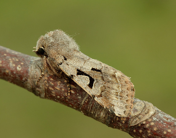73.249 BF2190 Hebrew Character Orthosia gothica
