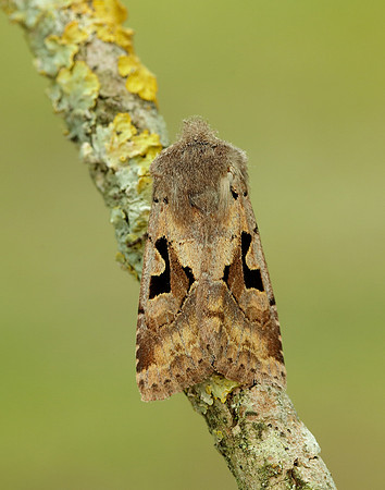 73.249 BF2190 Hebrew Character Orthosia gothica
