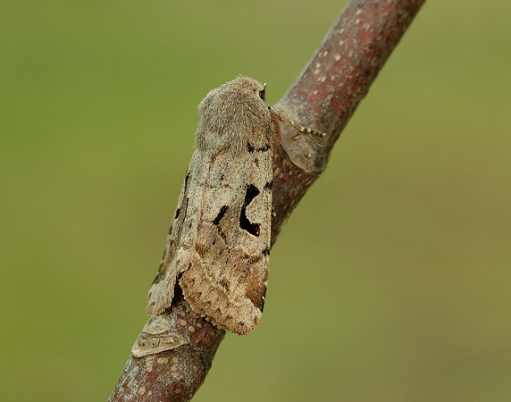 73.249 BF2190 Hebrew Character Orthosia gothica