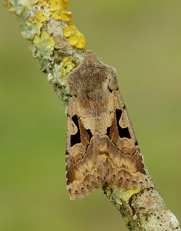 73.249 BF2190 Hebrew Character Orthosia gothica