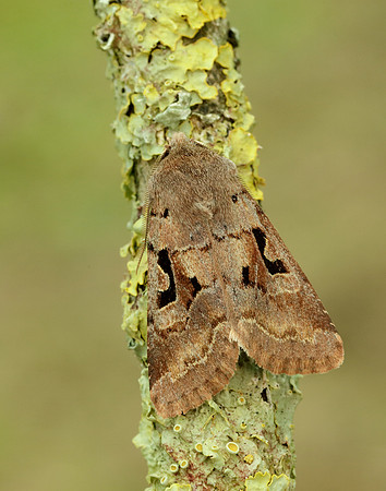 73.249 BF2190 Hebrew Character Orthosia gothica