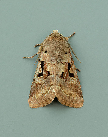 73.249 BF2190 Hebrew Character Orthosia gothica
