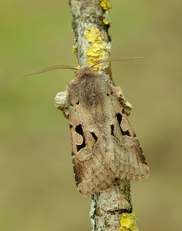 73.249 BF2190 Hebrew Character Orthosia gothica