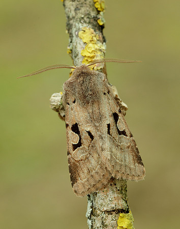 73.249 BF2190 Hebrew Character Orthosia gothica