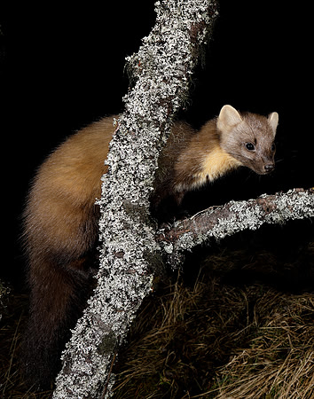 Pine Marten Martes martes