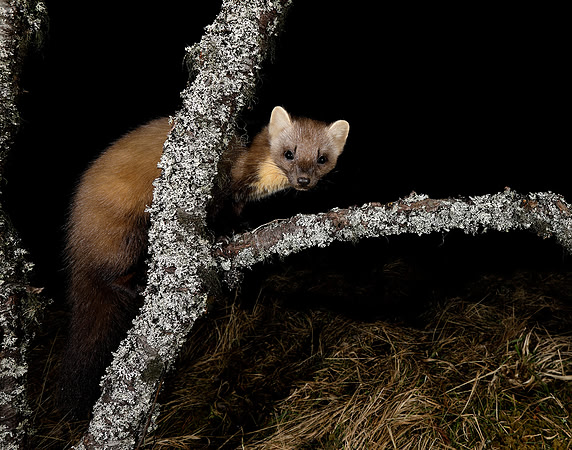 Pine Marten Martes martes