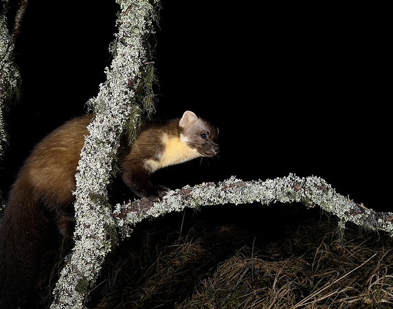 Pine Marten Martes martes
