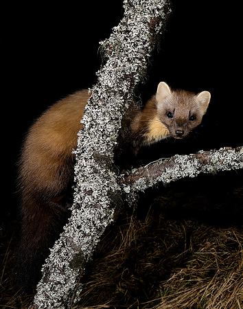 Pine Marten Martes martes