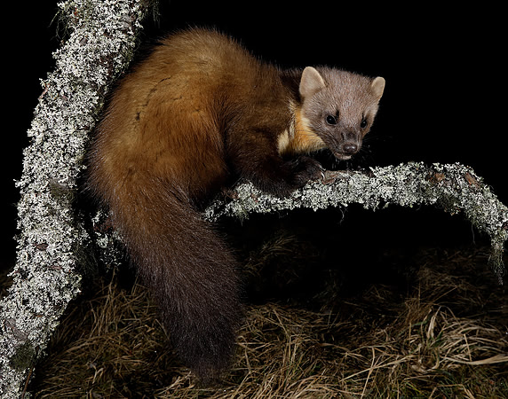 Pine Marten Martes martes