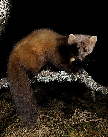 Pine Marten Martes martes