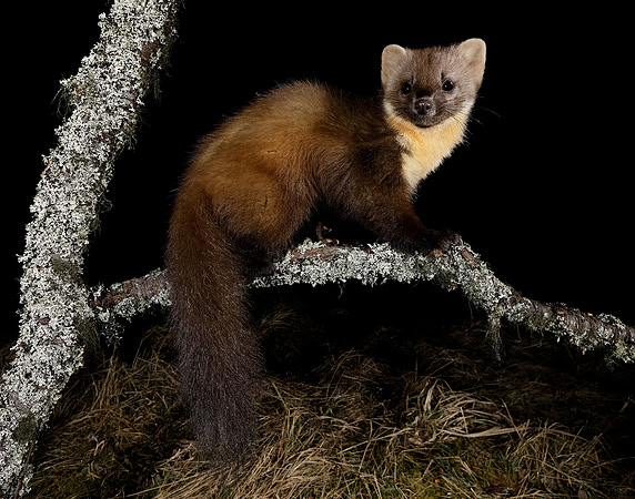 Pine Marten Martes martes