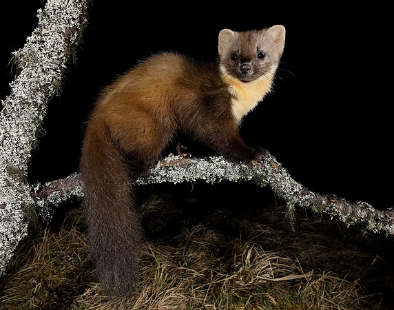 Pine Marten Martes martes
