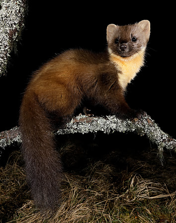 Pine Marten Martes martes