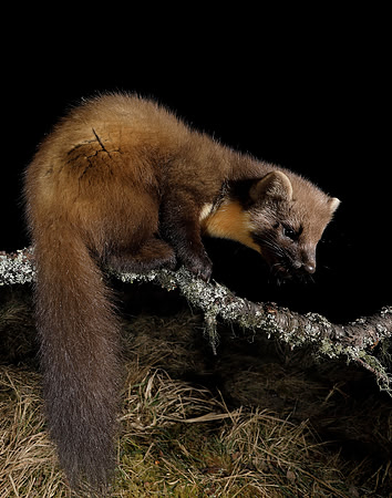 Pine Marten Martes martes