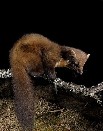 Pine Marten Martes martes