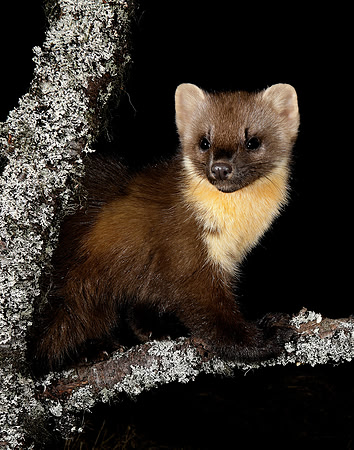 Pine Marten Martes martes