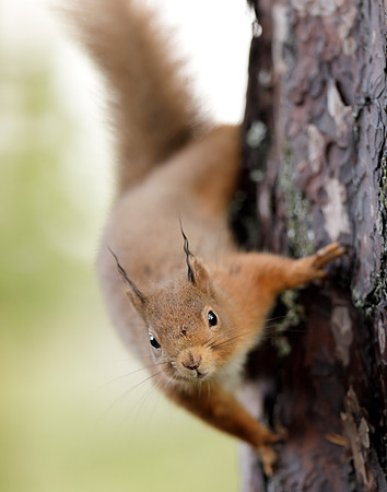 Red Squirrel Sciurus vulgaris