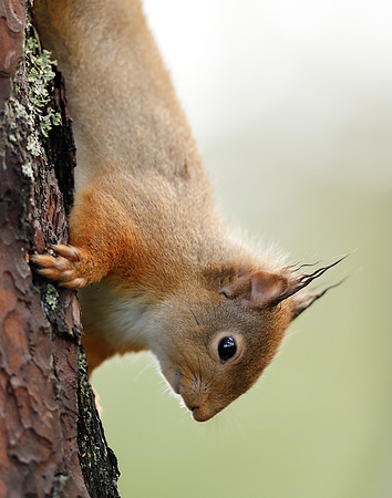 Red Squirrel Sciurus vulgaris