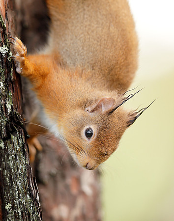 Red Squirrel Sciurus vulgaris