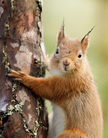 Red Squirrel Sciurus vulgaris