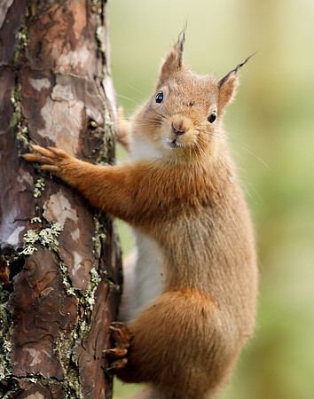 Red Squirrel Sciurus vulgaris