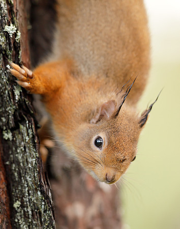 Red Squirrel Sciurus vulgaris