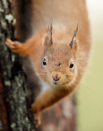 Red Squirrel Sciurus vulgaris