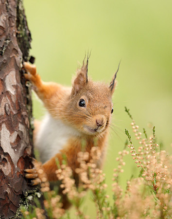Red Squirrel Sciurus vulgaris