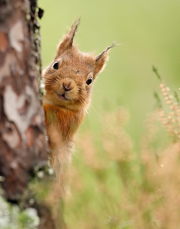 Red Squirrel Sciurus vulgaris
