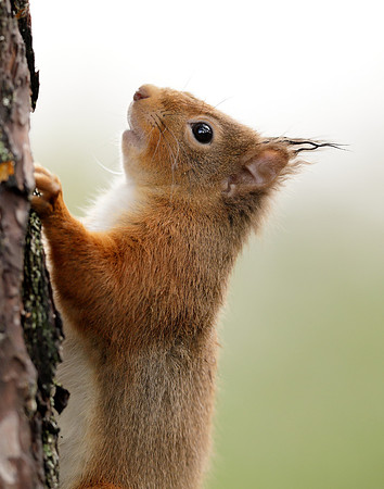 Red Squirrel Sciurus vulgaris