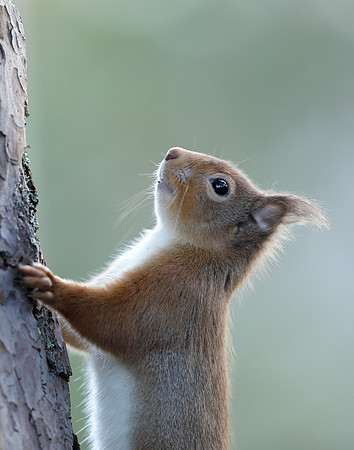 Red Squirrel Sciurus vulgaris