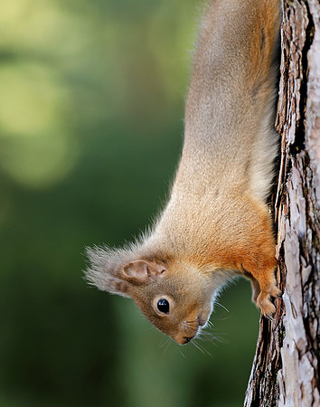 Red Squirrel Sciurus vulgaris