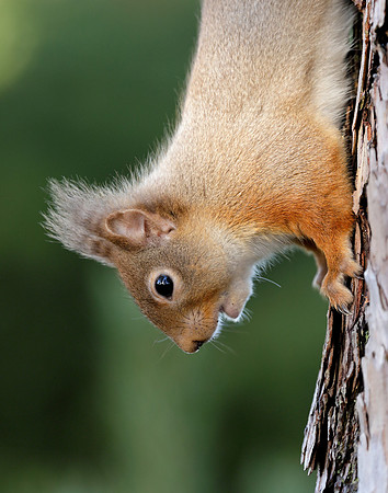 Red Squirrel Sciurus vulgaris