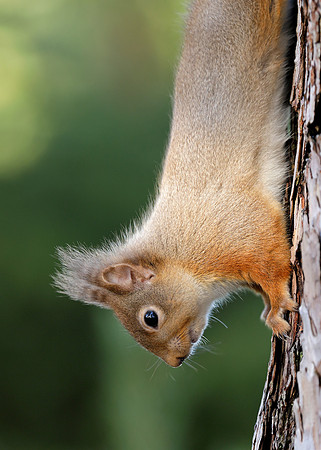 Red Squirrel Sciurus vulgaris