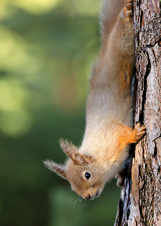 Red Squirrel Sciurus vulgaris
