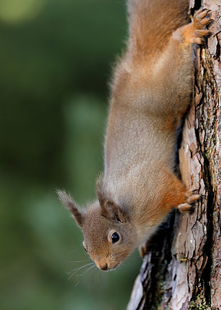 Red Squirrel Sciurus vulgaris