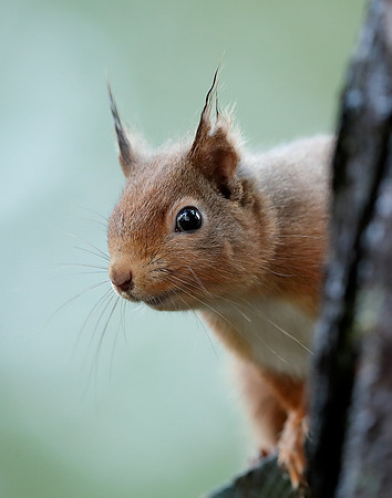 Red Squirrel Sciurus vulgaris