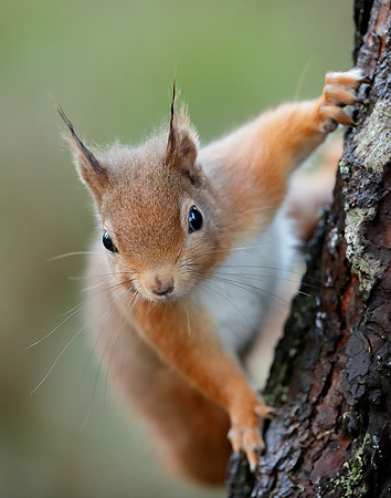 Red Squirrel Sciurus vulgaris