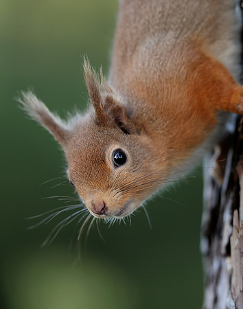 Red Squirrel Sciurus vulgaris