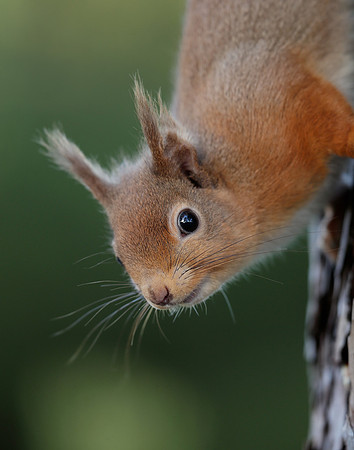 Red Squirrel Sciurus vulgaris