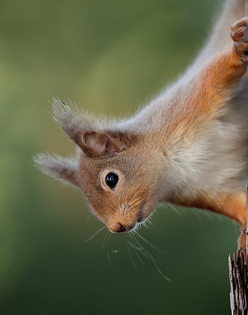 Red Squirrel Sciurus vulgaris