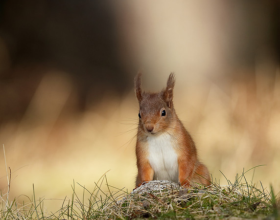 Red Squirrel Sciurus vulgaris