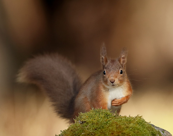 Red Squirrel Sciurus vulgaris