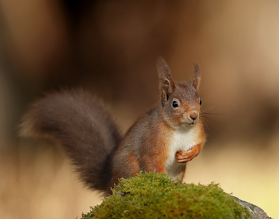 Red Squirrel Sciurus vulgaris