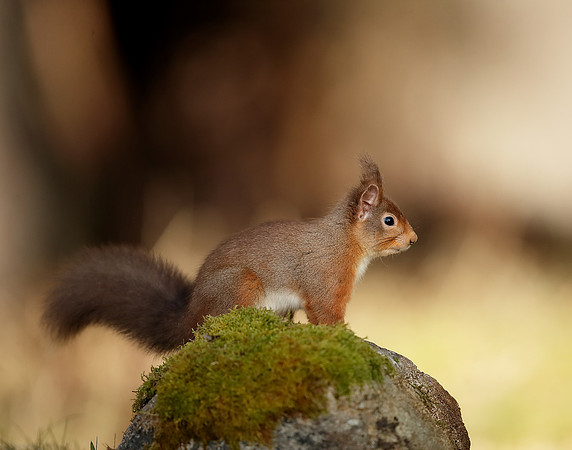 Red Squirrel Sciurus vulgaris