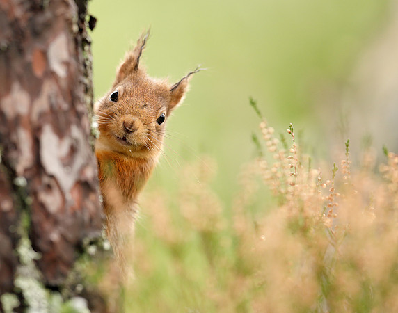 Red Squirrel Sciurus vulgaris