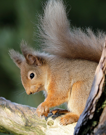 Red Squirrel Sciurus vulgaris