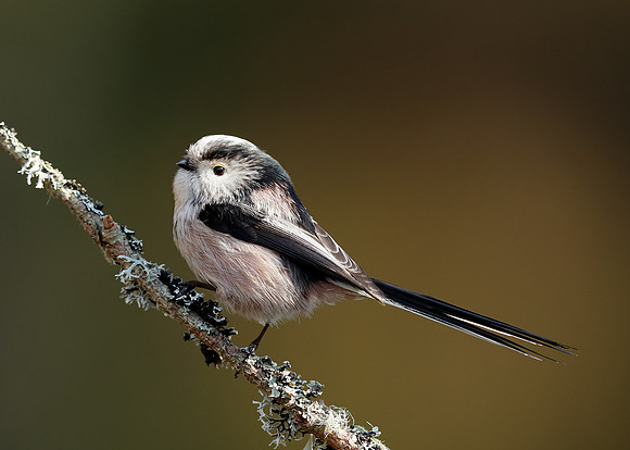 Long-tailed Tit Aegithalos caudatus