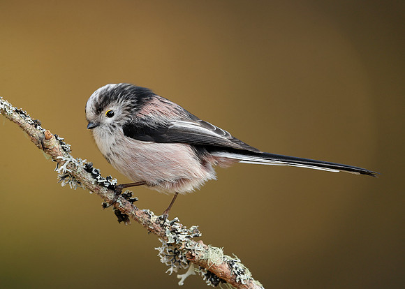 Long-tailed Tit Aegithalos caudatus